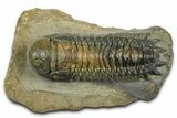 Crotalocephalina Trilobite With Hypostome - Atchana, Morocco #372400-2